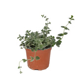 Δίκταμο - Origanum dictamnus